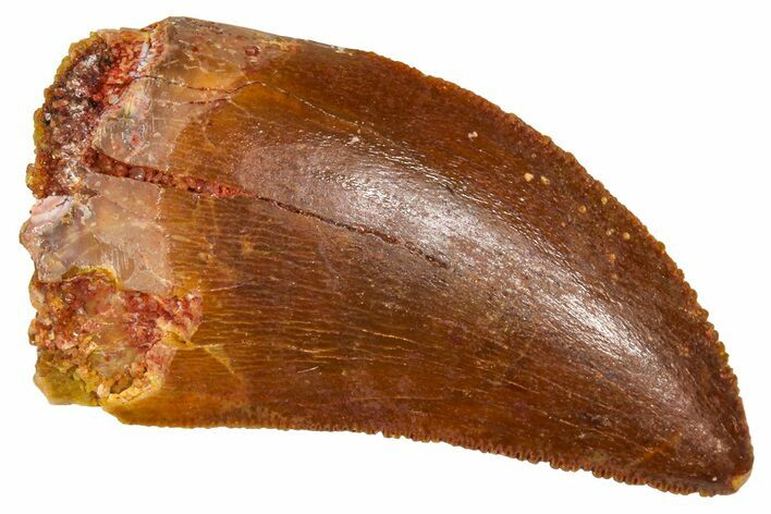 Serrated, Juvenile Carcharodontosaurus Tooth - Morocco #384448